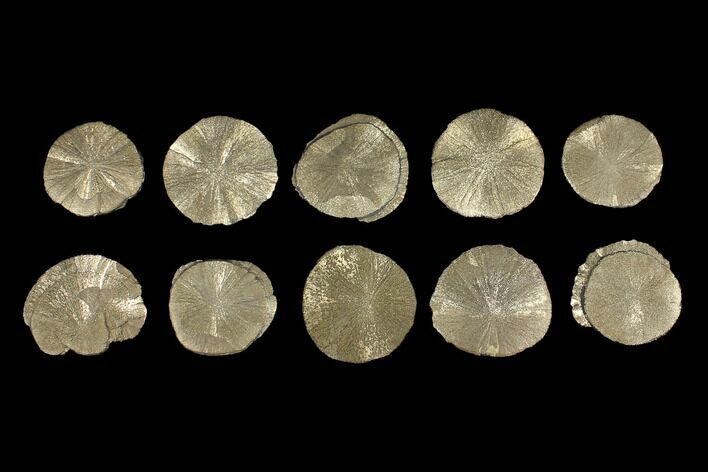Lot: Pyrite Suns From Illinois - Pieces #92534